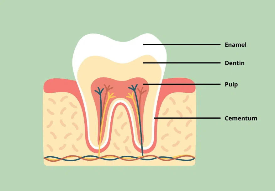 Root Canal Diagram